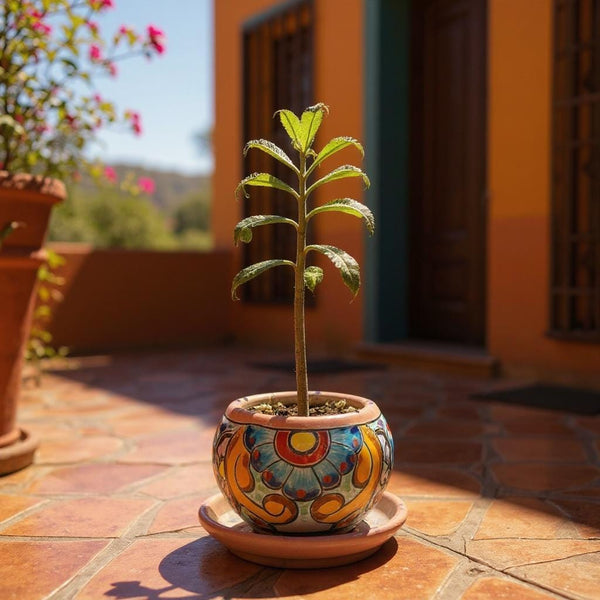 Mini Hand Painted Round Plant Pot with Saucer, Perfect Gift for Succulent & Talavera Lovers – Assorted Colors (Varying Design)